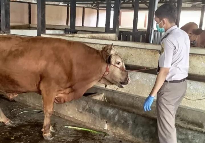 34 Sapi Tujuan Kaltim Jalani Pemeriksaan Karantina di Parepare