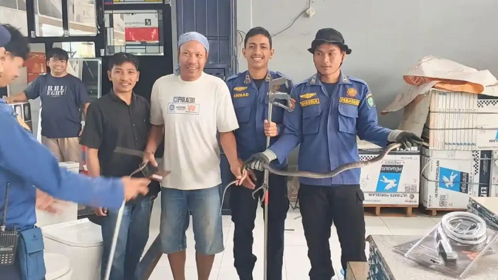 Ular sepanjang 1,5 meter bikin geger toko bangunan di Maros!