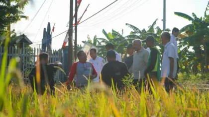 1.300 Hektare Sawah di Pinrang Diserang Hama, Produksi Terancam
