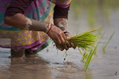 Petani Pinrang Terancam Gagal Panen