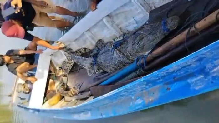 Lima Buaya Ditangkap Usai Bocah Tewas Diterkam di Sungai Budong-budong Mamuju