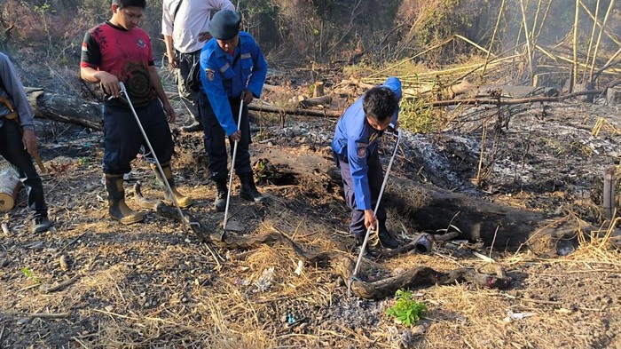 Ular Piton 4 Meter Terbakar Saat Warga Bakar Pohon di Parepare